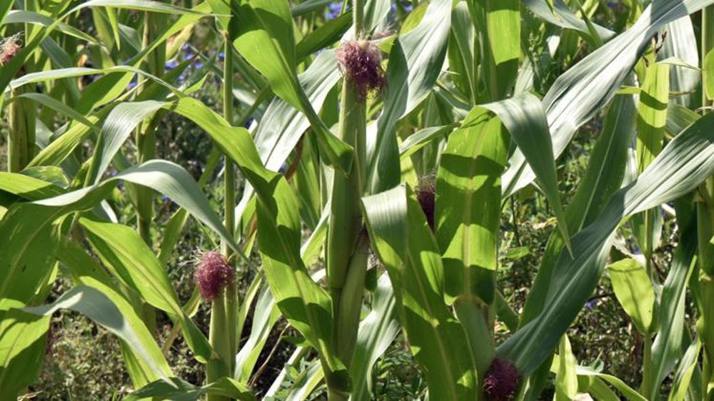 Selon FranceAgriMer, les conditions de cultures bonnes à très bonnes passent à 60 % au 5 août. © C. Faimali/GFA