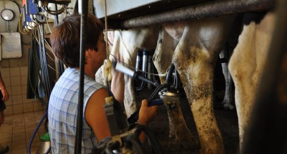 Traite vaches laitières