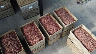 Selon l’UNPT, Union des producteurs de pommes de terre, les rendements de pommes de terre de conservation se situent dans la moyenne quinquennale. © Cédric Faimali Selon l’UNPT, Union des producteurs de pommes de terre, les rendements de pommes de terre de conservation se situent dans la moyenne quinquennale. © Cédric Faimali