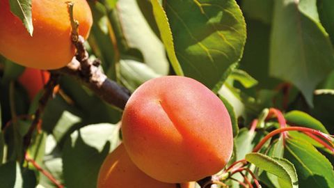 Abricots. © Interfel Abricots. © Interfel