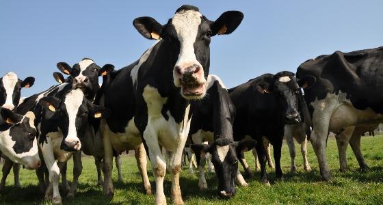 vaches laitières