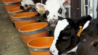 Entre 2010 et 2020, la baisse du nombre d’élevages de veaux s’est accompagnée d’un agrandissement des ateliers. © S. Champion Entre 2010 et 2020, la baisse du nombre d’élevages de veaux s’est accompagnée d’un agrandissement des ateliers. © S. Champion