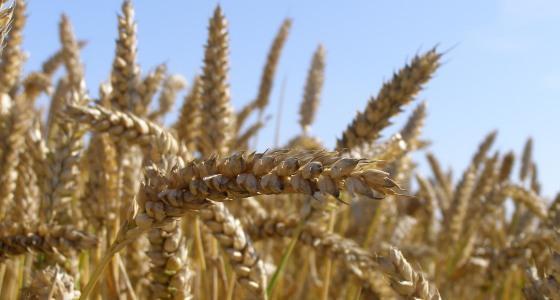 Début septembre, Arvalis-Institut du végétal livrera les résultats définitifs de ses essais variétaux.