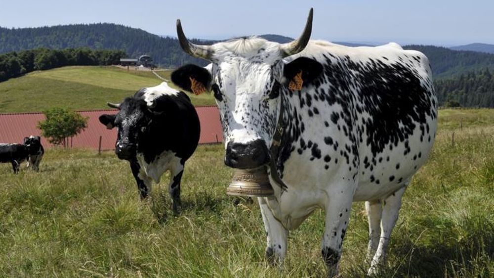 L’ICHN contribue au maintien d’une vie locale en montagne, note les auteurs du rapport. © Cédric Faimali/GFA