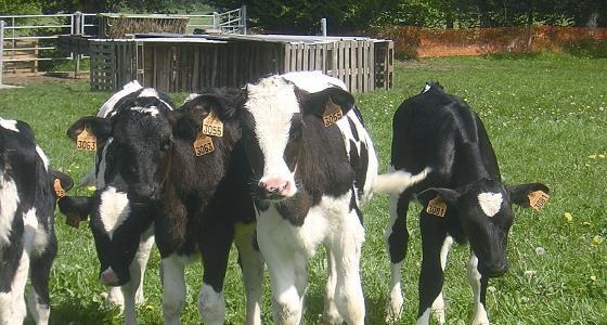Pâturage précoce des veaux