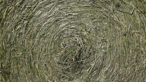 Lorsque l’humidité du foin récolté est supérieure à 17 %, il y a un risque d’échauffement lors du stockage qui peut entraîner un incendie. © Christian Watier
