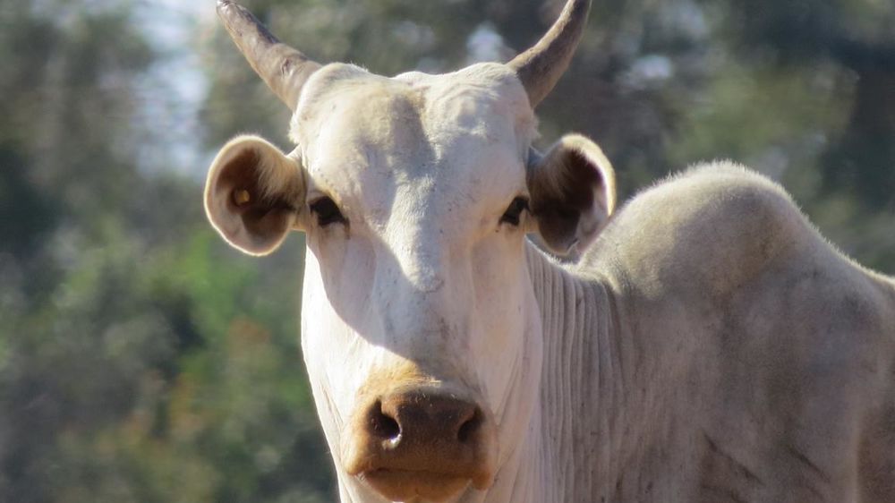 Les députés autrichiens se sont prononcés contre la ratification de l’accord entre l’Union européenne et le Mercosur. © Pixabay