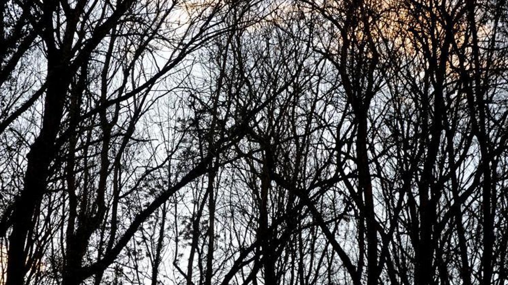 Des députés dénoncent la gestion actuelle des forêts. © Pixabay