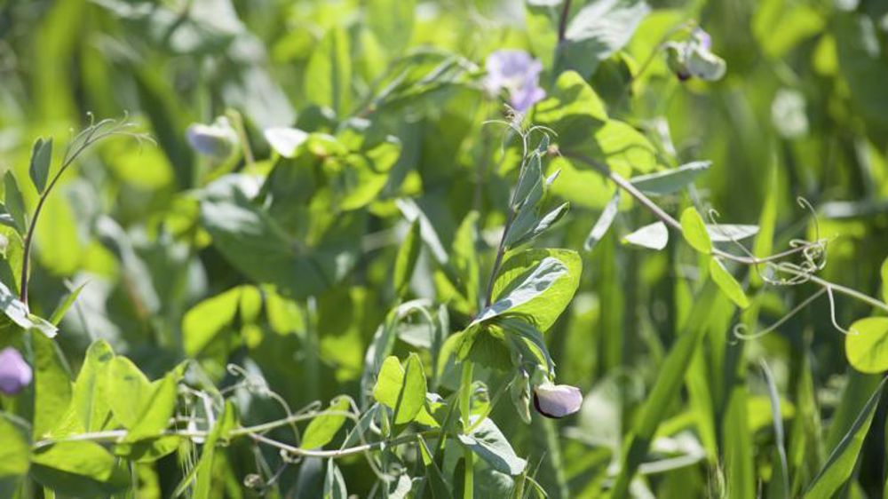 Les essais plaident pour le mélange d’espèces, beaucoup plus plastique par rapport à la disponibilité en nutriments du milieu. © S. Champion