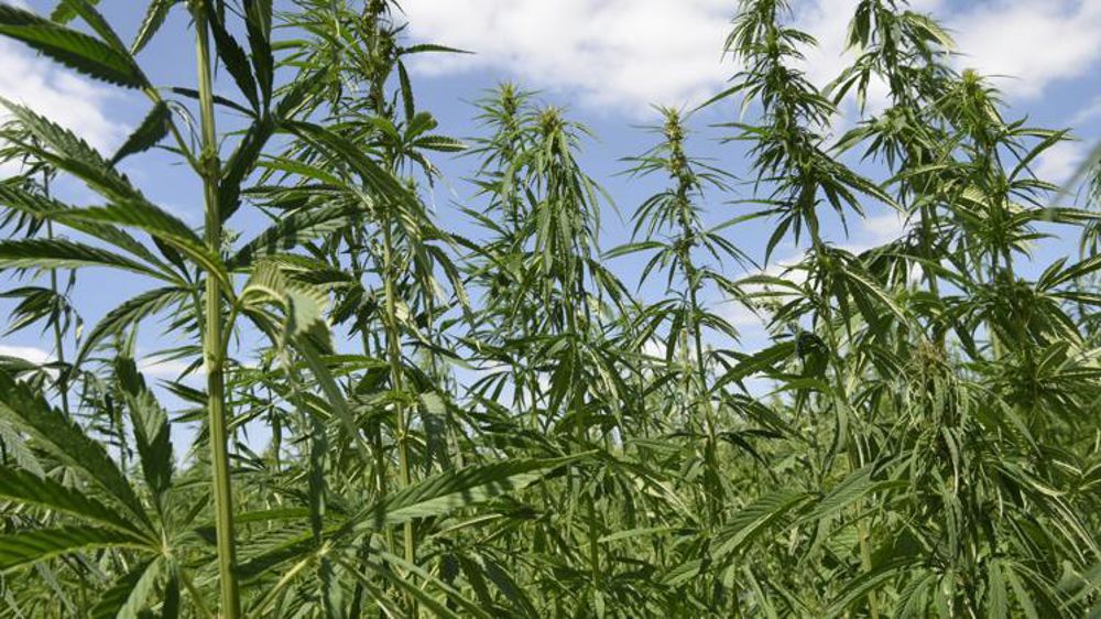 L’Association française des producteurs de cannabinoïdes dépose une question prioritaire de constitutionnalité pour contester la législation qui encadre la production et la commercialisation de chanvre. © Cédric Faimali