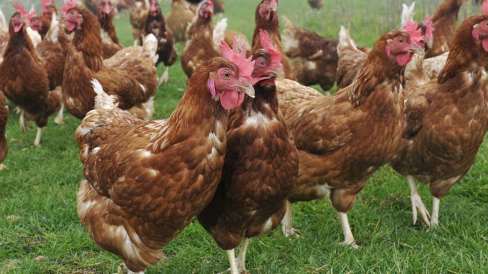 Sur le premier semestre de 2019, les œufs issus de systèmes alternatifs représentent 56 % des achats des ménages en magasin. © Cédric Faimali/GFA