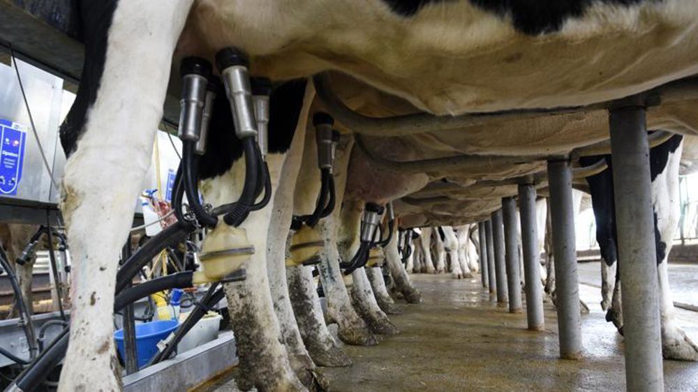 Le ministère de l’Agriculture a demandé aux préfets des cinq départements concernés par les restrictions sur le lait et les produits laitiers aprés l’incendie de l’usine Lubrizol, d’autoriser la reprise de la collecte laitière. © C. Faimali/GFA