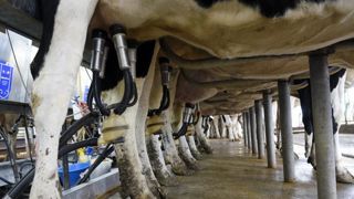 Le ministère de l’Agriculture a demandé aux préfets des cinq départements concernés par les restrictions sur le lait et les produits laitiers aprés l’incendie de l’usine Lubrizol, d’autoriser la reprise de la collecte laitière. © C. Faimali/GFA Le ministère de l’Agriculture a demandé aux préfets des cinq départements concernés par les restrictions sur le lait et les produits laitiers aprés l’incendie de l’usine Lubrizol, d’autoriser la reprise de la collecte laitière. © C. Faimali/GFA