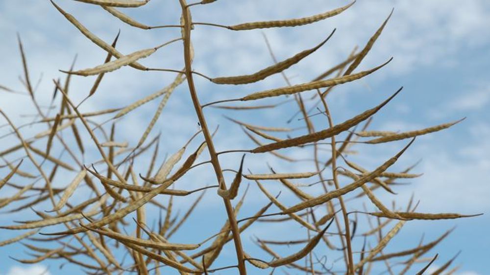 Avec une récolte désastreuse, les importations françaises de colza ont augmenté de 50 % sur un an. © P. Crapon/GFA