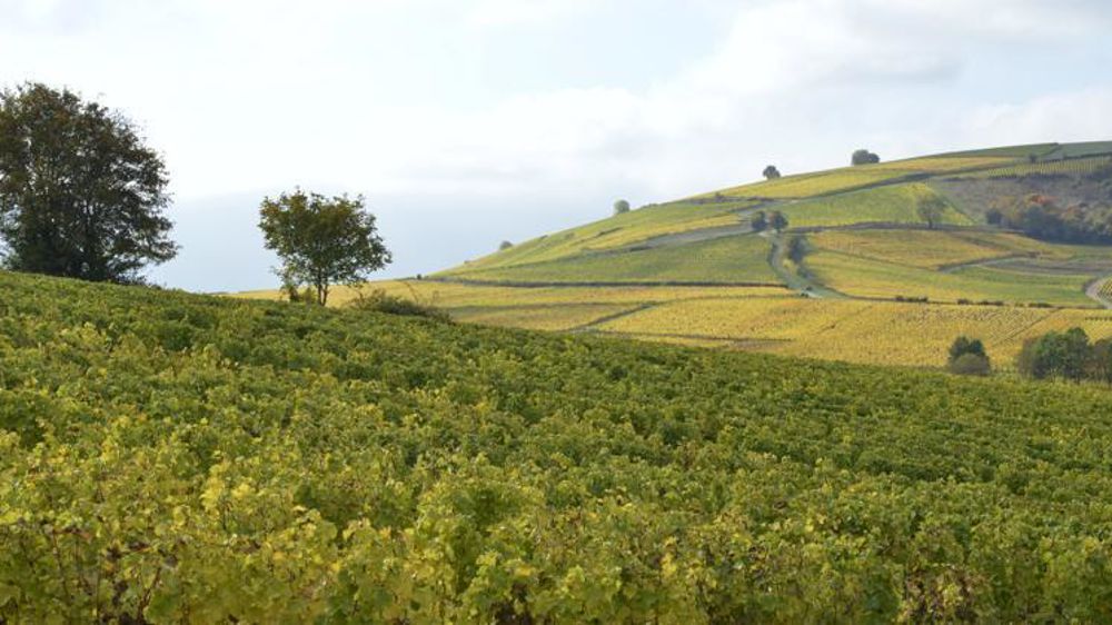 18 % des exportations françaises de vin sont destinées aux États-Unis. © Cédric Faimali/GFA