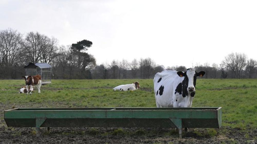 Vaches laitières de Marcel et Sylvie Thébault, exploitants historiques de la Zad de Notre-Dame-des-Landes. © C. Faimali/GFA