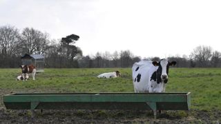 Vaches laitières de Marcel et Sylvie Thébault, exploitants historiques de la Zad de Notre-Dame-des-Landes. © C. Faimali/GFA Vaches laitières de Marcel et Sylvie Thébault, exploitants historiques de la Zad de Notre-Dame-des-Landes. © C. Faimali/GFA