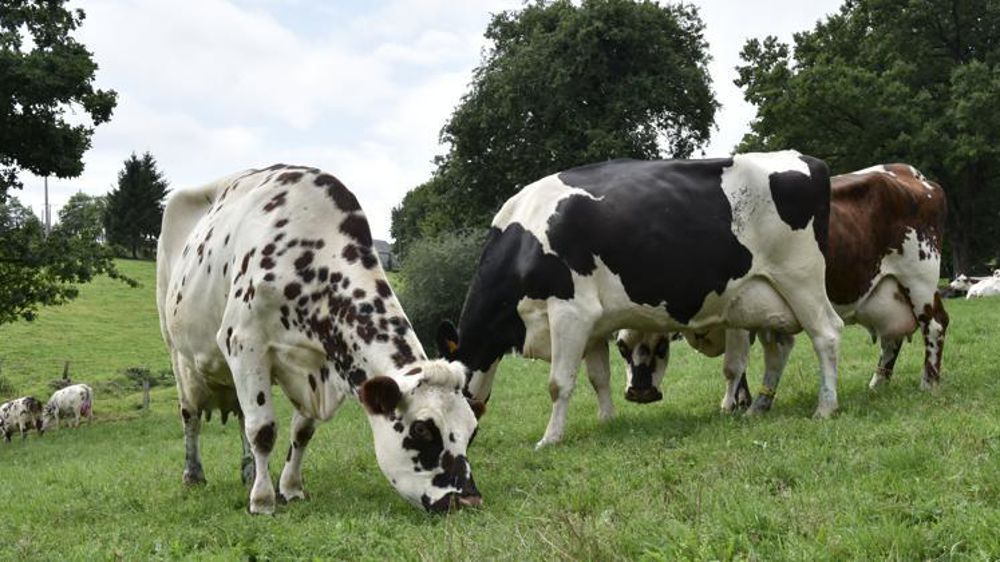 Le secteur de l’élevage souffle un peu. © Cédric Faimali/GFA