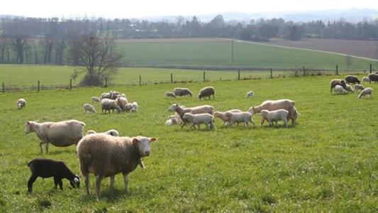 L'identification individuelle des petits ruminants en vigueur depuis le 1er juillet 2012.