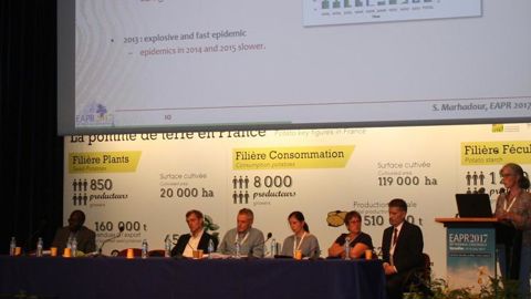 À l’avenir, la lutte contre le mildiou ne passera pas par une solution unique mais par l’association de plusieurs modes de protection, dont la génétique, comme ici avec Sylvie Marhadour de la FN3PT, Fédération nationale des producteurs de plants de pommes de terre. © B. Cailliez
