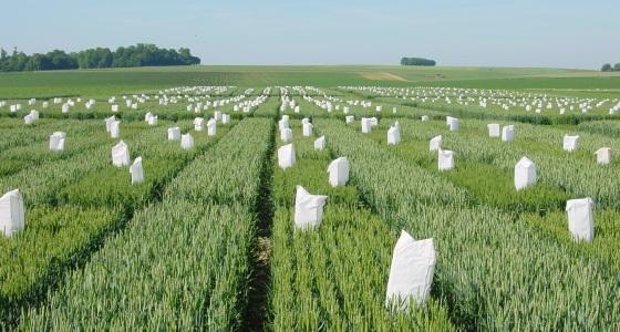 La sélection variétale en céréales à paille garde la productivité et la résistance aux maladies en tête des préoccupations.