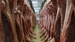 Selon le MPB, les exportations européennes de viande porcine ont augmenté de presque 12 % en août 2019 par rapport au même mois de 2018. © C. Faimali/GFA Selon le MPB, les exportations européennes de viande porcine ont augmenté de presque 12 % en août 2019 par rapport au même mois de 2018. © C. Faimali/GFA