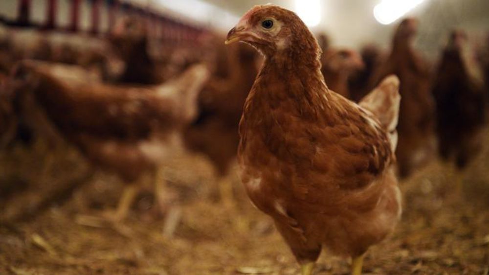 Pour accomplir sa mission, l’Anses s’appuiera notamment sur les compétences de son laboratoire de Ploufragan-Plouzané-Niort, sur le bien-être et la santé des volailles et des lapins. © Cédric Faimali/GFA