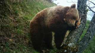 L’Ariège est le département le plus touché par les dommages d’ours. © ONCFS Équipe Ours/Réseau ours brun. L’Ariège est le département le plus touché par les dommages d’ours. © ONCFS Équipe Ours/Réseau ours brun.