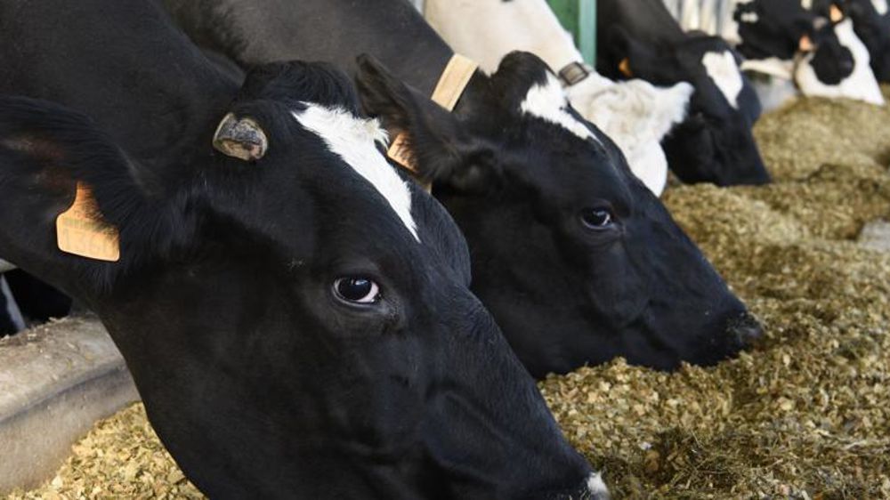 Le secteur laitier fait partie de ceux comptant le plus d’organisations de producteurs dans l’Union européenne. © C. Faimali/GFA