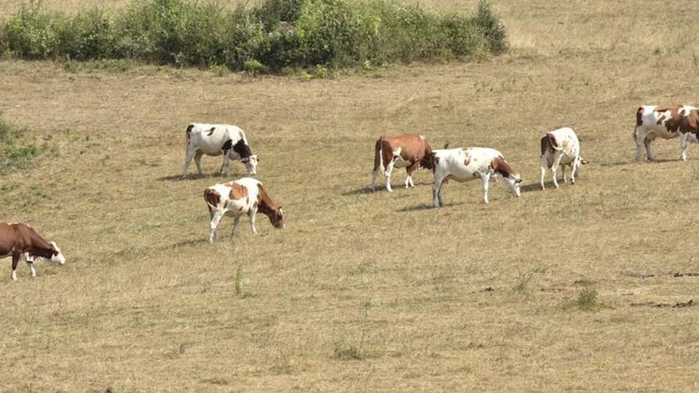 © Cédric Faimali/GFA