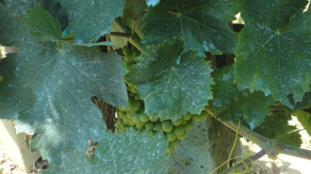 Au sujet du cuivre, les discussions seraient vives entre les ministères de l’Agriculture et de l’Environnement. © Wikipedia