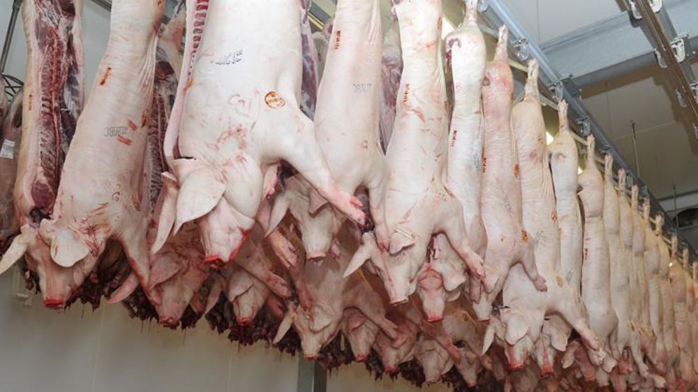 Selon le rapport parlementaire sur les conditions d’abattage des animaux de boucherie en France publié en septembre 2016, l’étourdissement au CO2 est utilisé pour 15 à 18 % de la production porcine en France. ©Cédric Faimali/GFA