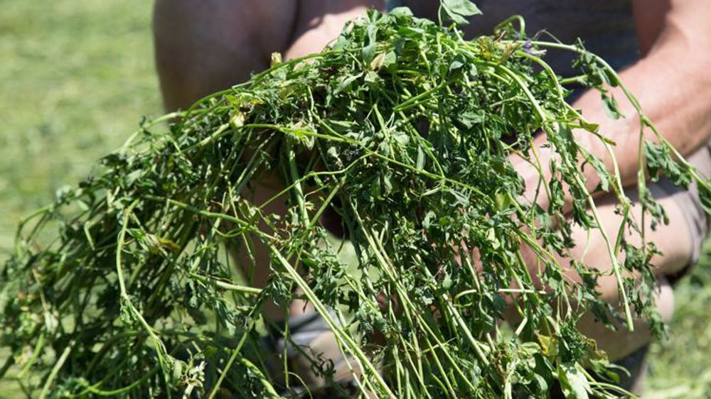 Le montant de l’aide à la production de légumineuses fourragères à destination des éleveurs diminue à 141 € pour 2021, contre 160 € en 2020. © Sébastien Champion