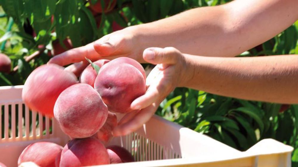 © P. Dufour/Interfel