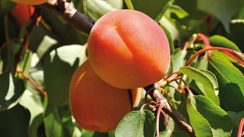 © P. Dufour/Interfel