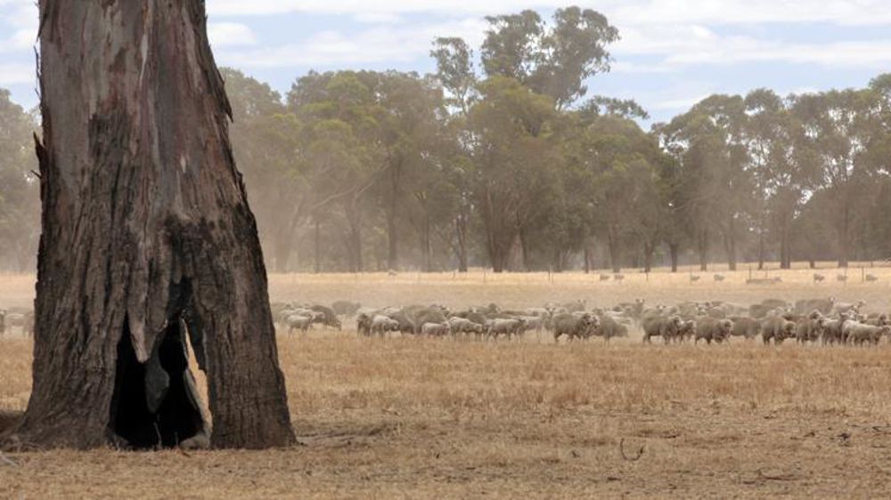 Élevage de moutons l’été (en février) en Australie (photo d’illustration). © Pascal Parrot
