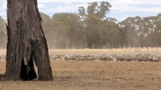 Élevage de moutons l’été (en février) en Australie (photo d’illustration). © Pascal Parrot Élevage de moutons l’été (en février) en Australie (photo d’illustration). © Pascal Parrot