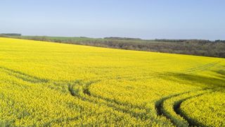 Le groupe Avril abandonne l’huile de palme pour la fabrication de ses biocarburants, ne souhaitant plus « aller se battre sur des marchés de commodités ». © Cédric Faimali/GFA Le groupe Avril abandonne l’huile de palme pour la fabrication de ses biocarburants, ne souhaitant plus « aller se battre sur des marchés de commodités ». © Cédric Faimali/GFA