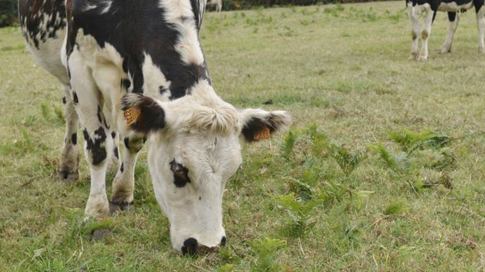 © Cédric Faimali/GFA