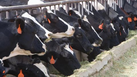 Vaches laitières dans une exploitation en Californie. © Jeff Vanuga/USDA/NRCS Vaches laitières dans une exploitation en Californie. © Jeff Vanuga/USDA/NRCS