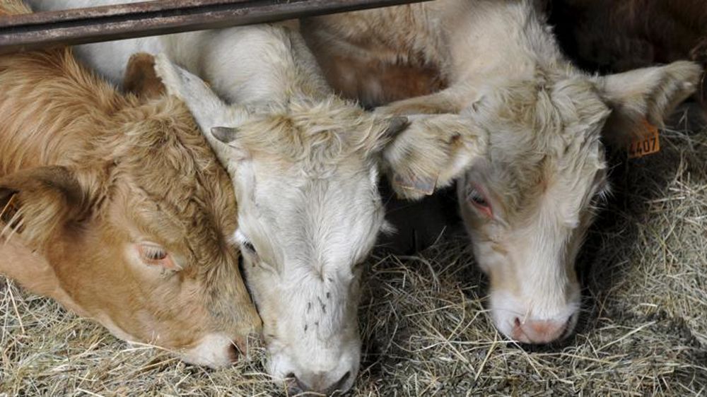 © Cédric Faimali/GFA