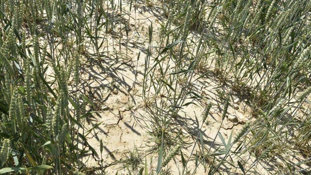 Le fonds national de gestion des risques agricoles (FNGRA) a été abondé par l’État de 87 millions d’euros en 2019, 150 millions en 2020 et 485 millions en 2021. © Cédric Faimali/GFA