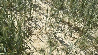 Le fonds national de gestion des risques agricoles (FNGRA) a été abondé par l’État de 87 millions d’euros en 2019, 150 millions en 2020 et 485 millions en 2021. © Cédric Faimali/GFA Le fonds national de gestion des risques agricoles (FNGRA) a été abondé par l’État de 87 millions d’euros en 2019, 150 millions en 2020 et 485 millions en 2021. © Cédric Faimali/GFA