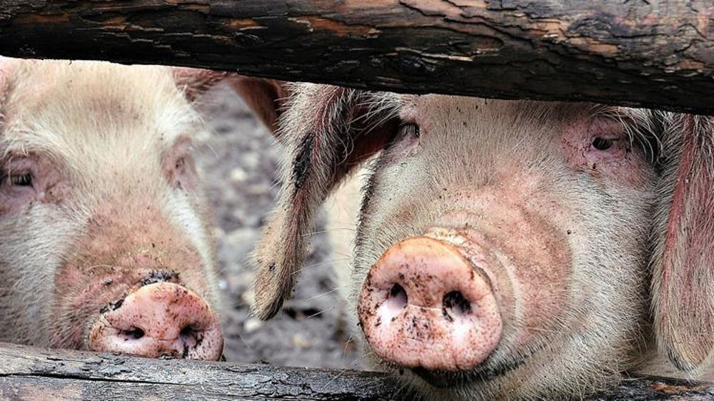 La FAO, Organisation des Nations unies pour l’alimentation et l’agriculture, signale la découverte du cadavre d’un porc contaminé par la peste porcine africaine à Taïwan. © Pixabay