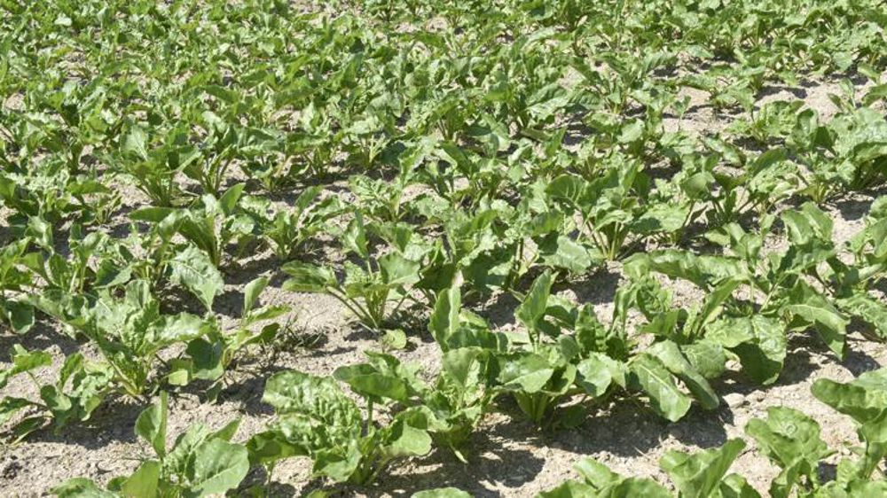Photo d’illustration (champ de betteraves dans la Marne). © Cédric Faimali/GFA