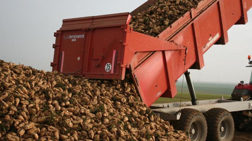 Tereos précise qu’il sera tenu compte des conditions agricoles et météorologiques de la campagne. © B. Cailliez