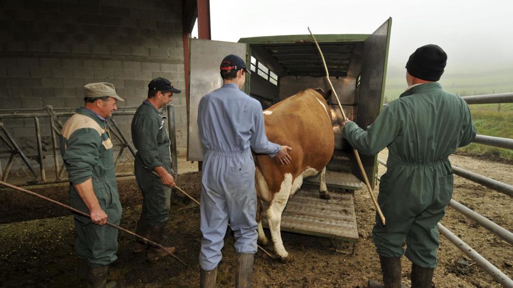 Montée en charge « correcte » de la DSN au sein des exploitations : 84 % des établissements soumis à son obligation l’ont adoptée. © Jean-Claude Grelier/GFA