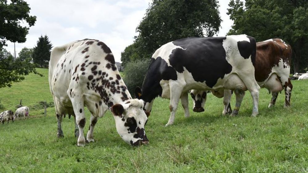 © Cédric Faimali/GFA