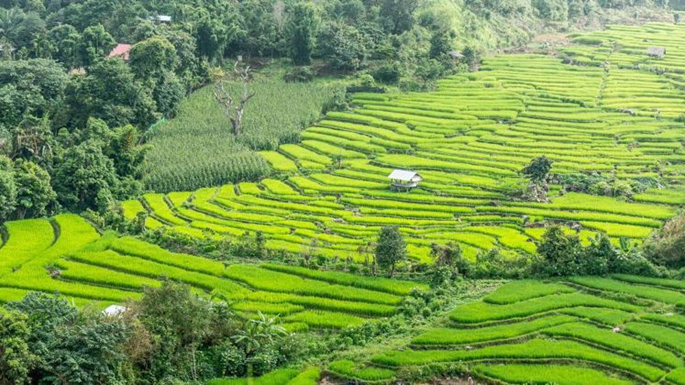 La Thaïlande a décidé de prolonger l’autorisation d’utiliser le glyphosate. © Pixabay