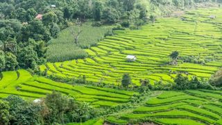 La Thaïlande a décidé de prolonger l’autorisation d’utiliser le glyphosate. © Pixabay La Thaïlande a décidé de prolonger l’autorisation d’utiliser le glyphosate. © Pixabay